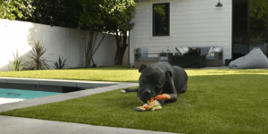 Dog playing on artificial grass