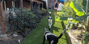 Dogs playing on artificial grass