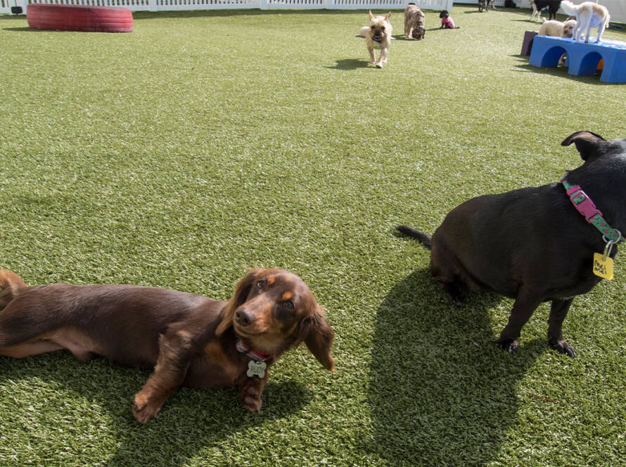 Dogs playing on grass