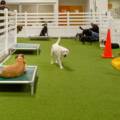Why Pet Owners Love ForeverLawn K9Grass®: The Best Turf for Dogs