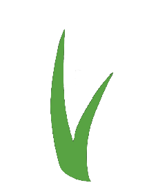 ForeverLawn Pacific Coast