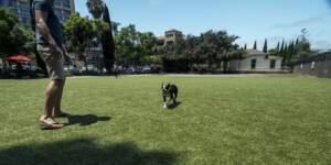 Dog playing on artificial grass