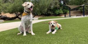 Dogs playing on artificial grass