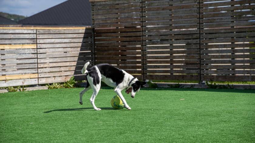 synthetic grass in small California backyards