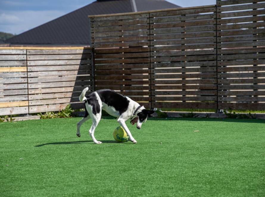 synthetic grass in small California backyards
