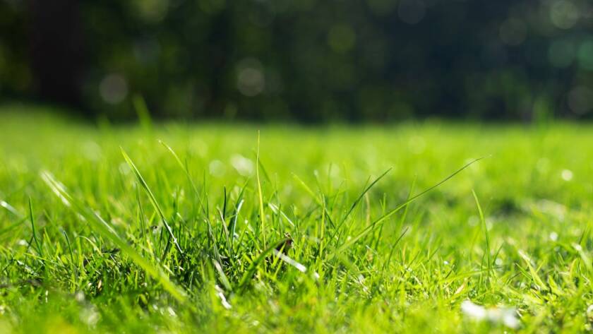 Artificial Lawns