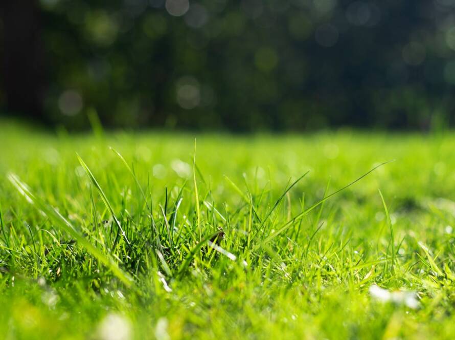 Artificial Lawns