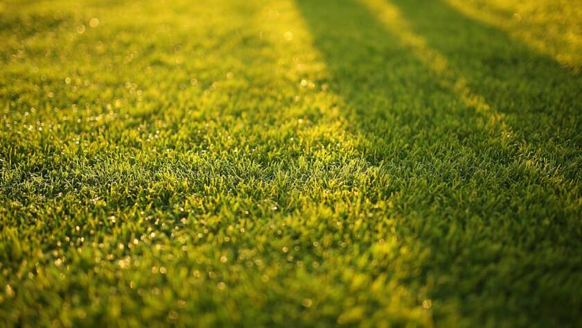 Synthetic Grass