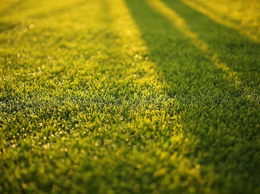 Synthetic Grass